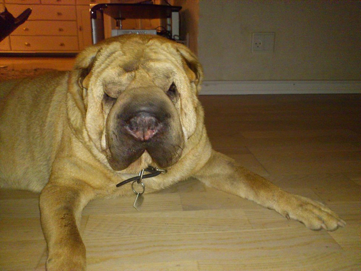 Shar pei Eddie "del Cielo Azul" billede 6