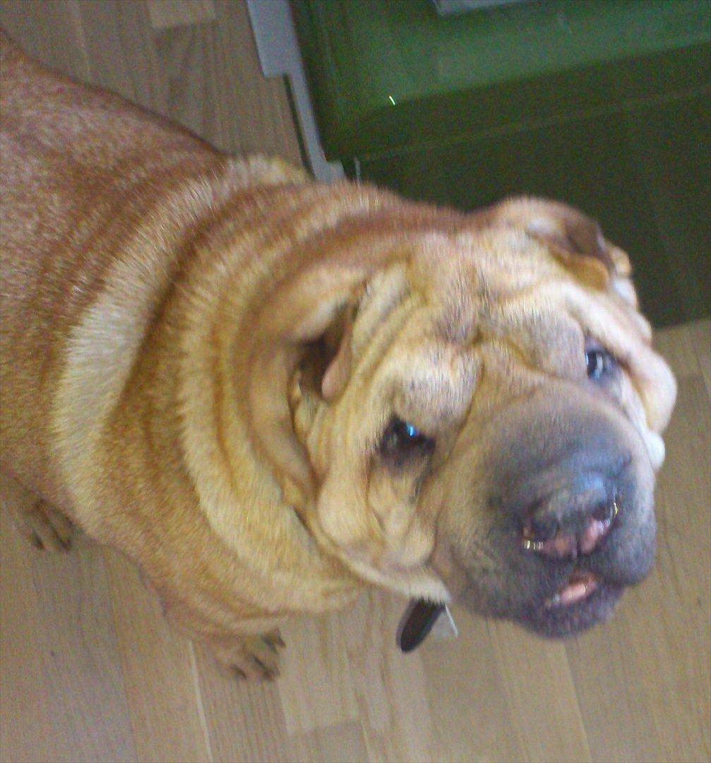 Shar pei Eddie "del Cielo Azul" billede 5