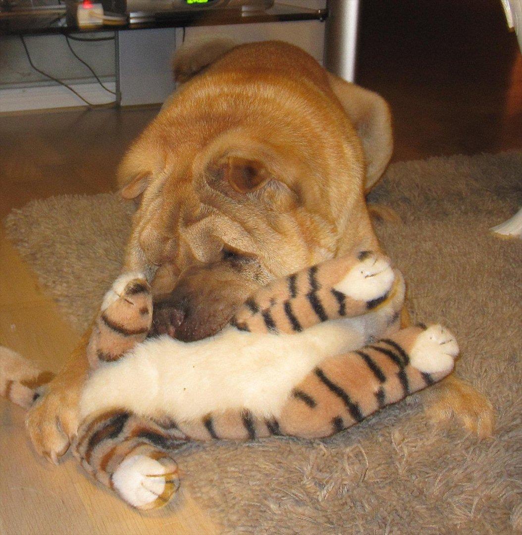 Shar pei Eddie "del Cielo Azul" billede 7