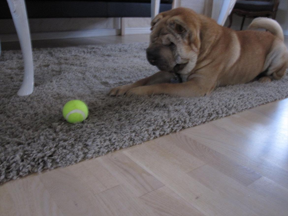 Shar pei Eddie "del Cielo Azul" billede 8