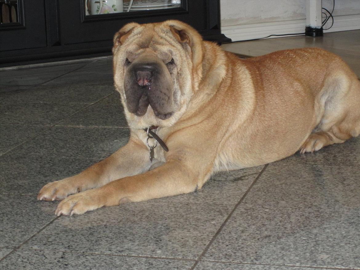 Shar pei Eddie "del Cielo Azul" billede 9