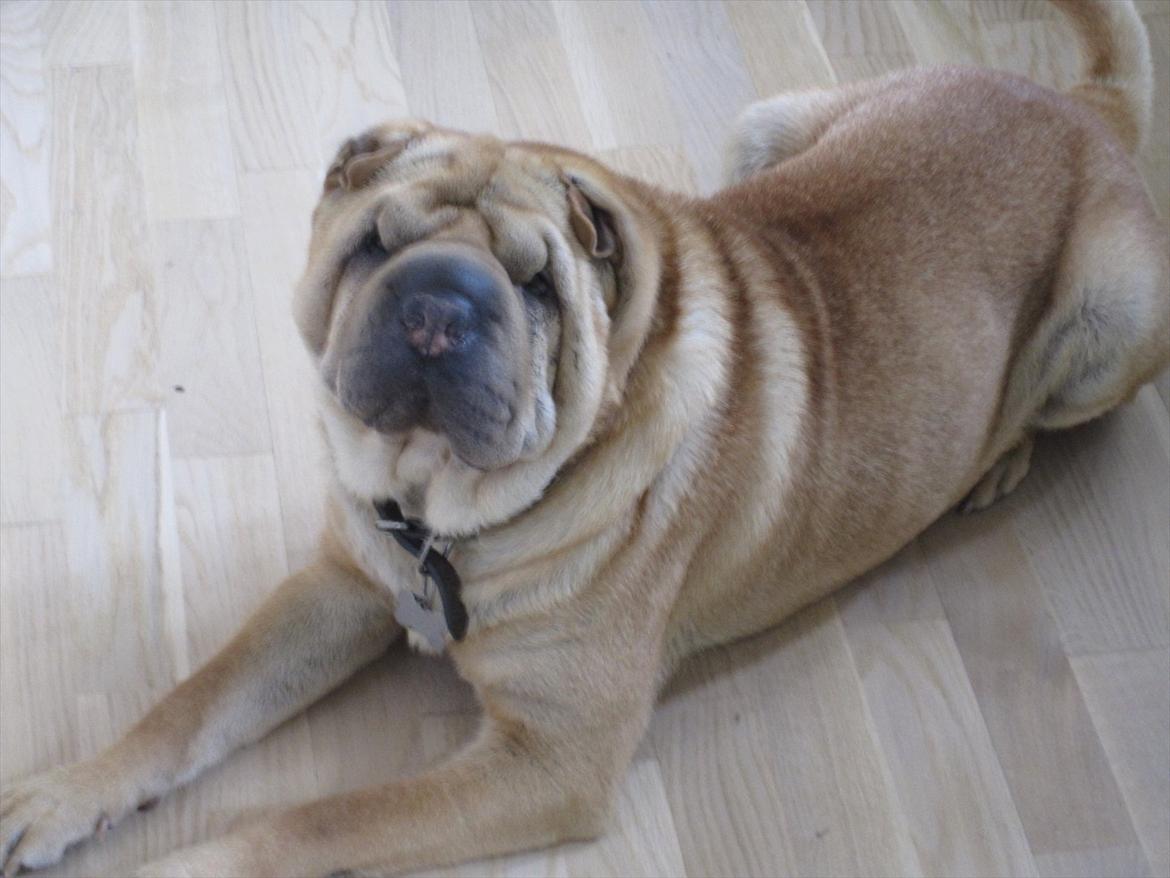 Shar pei Eddie "del Cielo Azul" billede 1