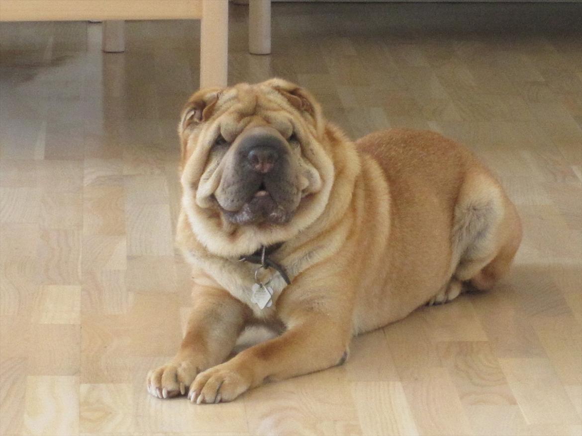 Shar pei Eddie "del Cielo Azul" billede 10