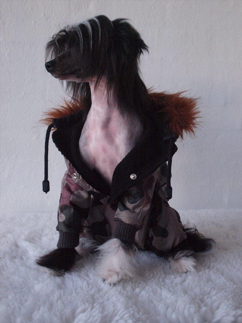 Chinese crested hårløs Misella´s Rex <3 billede 8