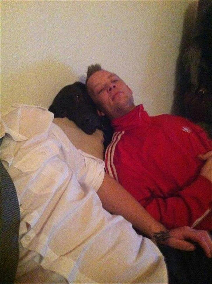 Grand danois Cato *Rip* <3 du er savnet billede 11