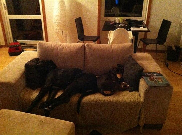 Grand danois Cato *Rip* <3 du er savnet billede 12