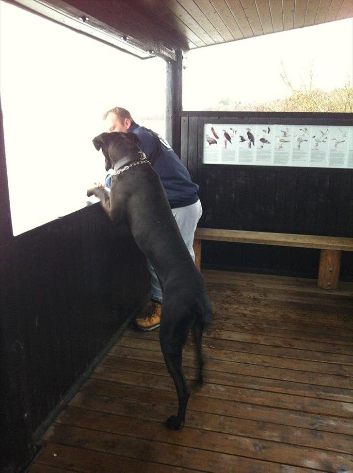 Grand danois Cato *Rip* <3 du er savnet - Cato skal lige se hvad det er far kigger sådan på :-D billede 13