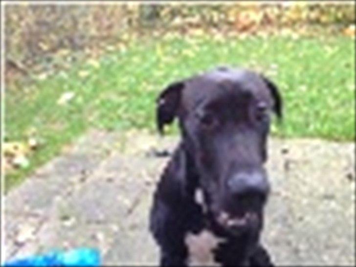 Grand danois Cato *Rip* <3 du er savnet billede 14