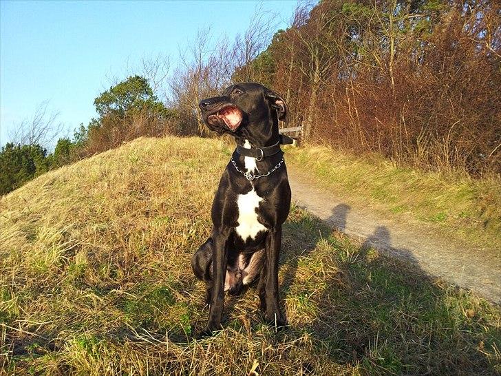 Grand danois Cato *Rip* <3 du er savnet - Det er lidt stormvejr far :-) billede 15