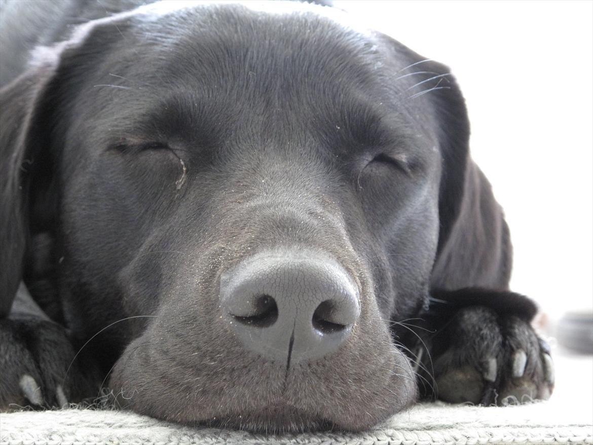 Labrador retriever Sophie *ludty*  [ lobes labrdor knirke] - lidt af en sovetryne! :-D billede 9