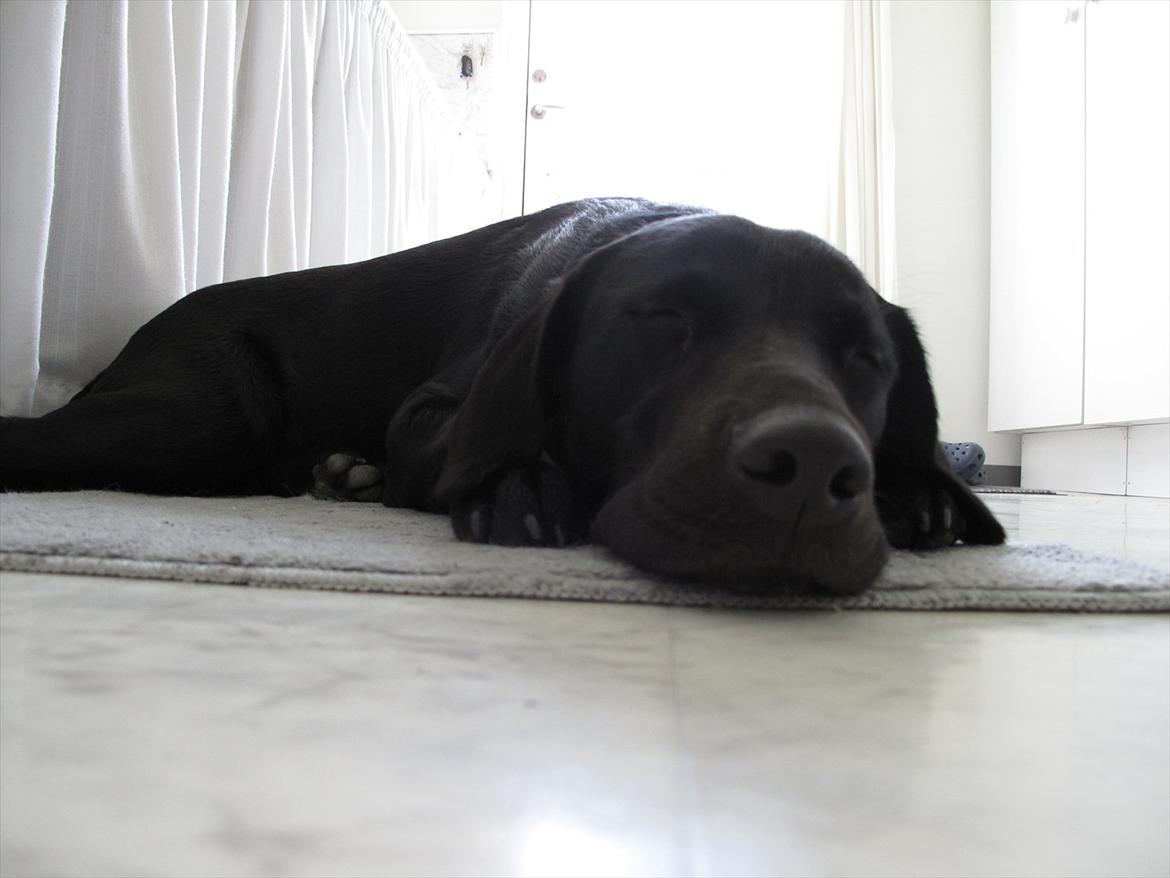 Labrador retriever Sophie *ludty*  [ lobes labrdor knirke] billede 12