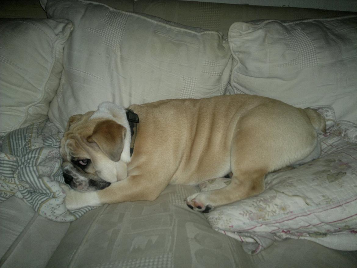 Engelsk bulldog Ronja  billede 7