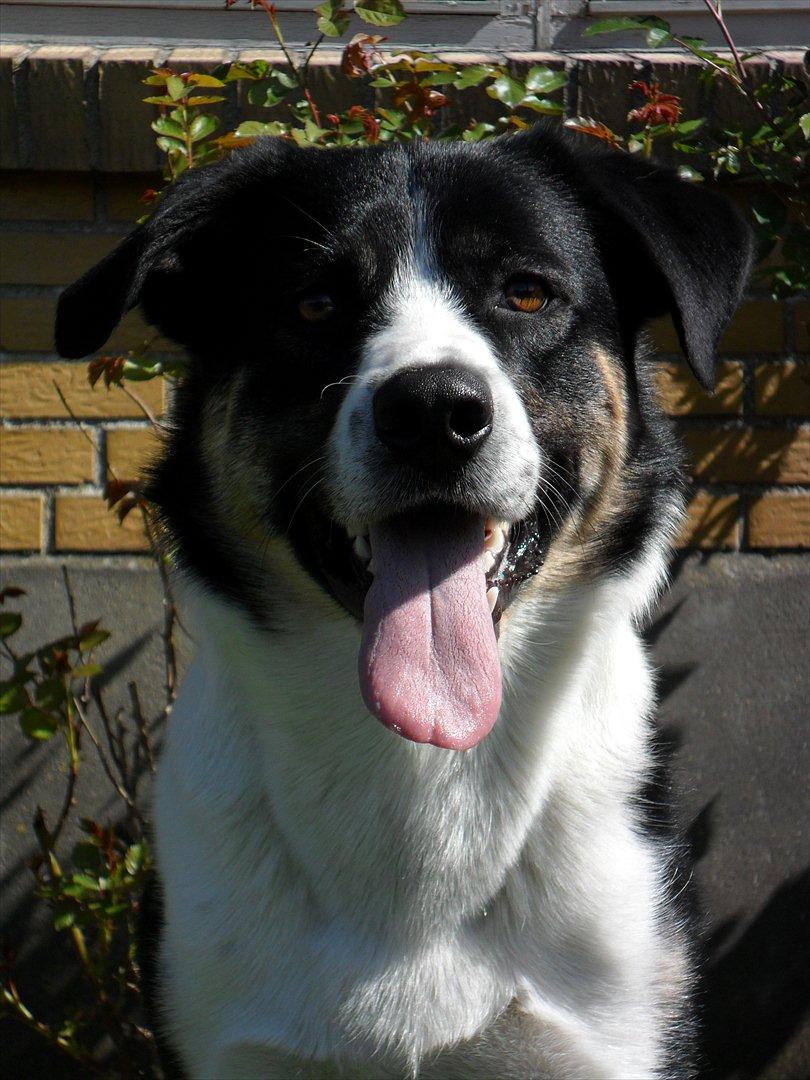 Blanding af racer Milo (Border Collie/Lab.) billede 19