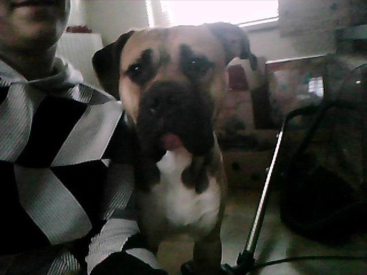 Bullmastiff tiko - tiko og jeg der vi boede før  billede 1