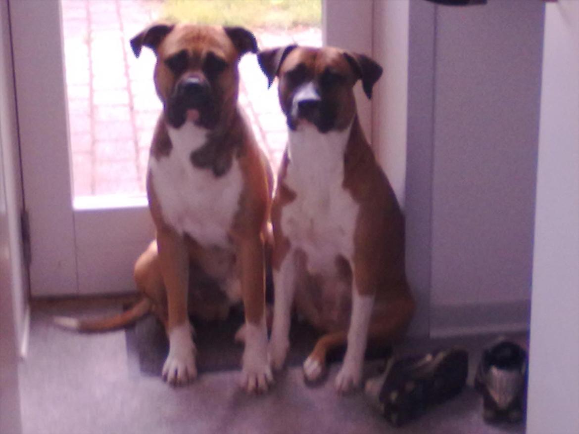 Bullmastiff tiko - tiko og min tæve nala der har fået et kuld hvalpe,, de bare skønne billede 2