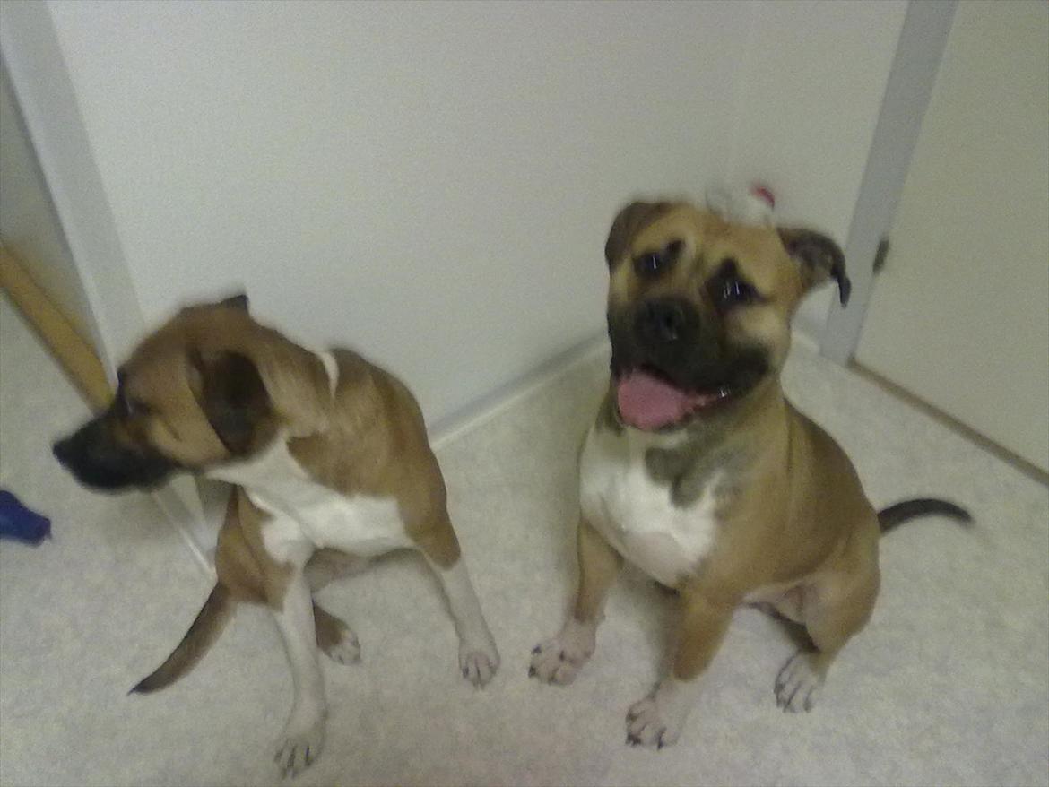 Bullmastiff tiko - de to dejlige hunde igen nala og tiko  billede 3