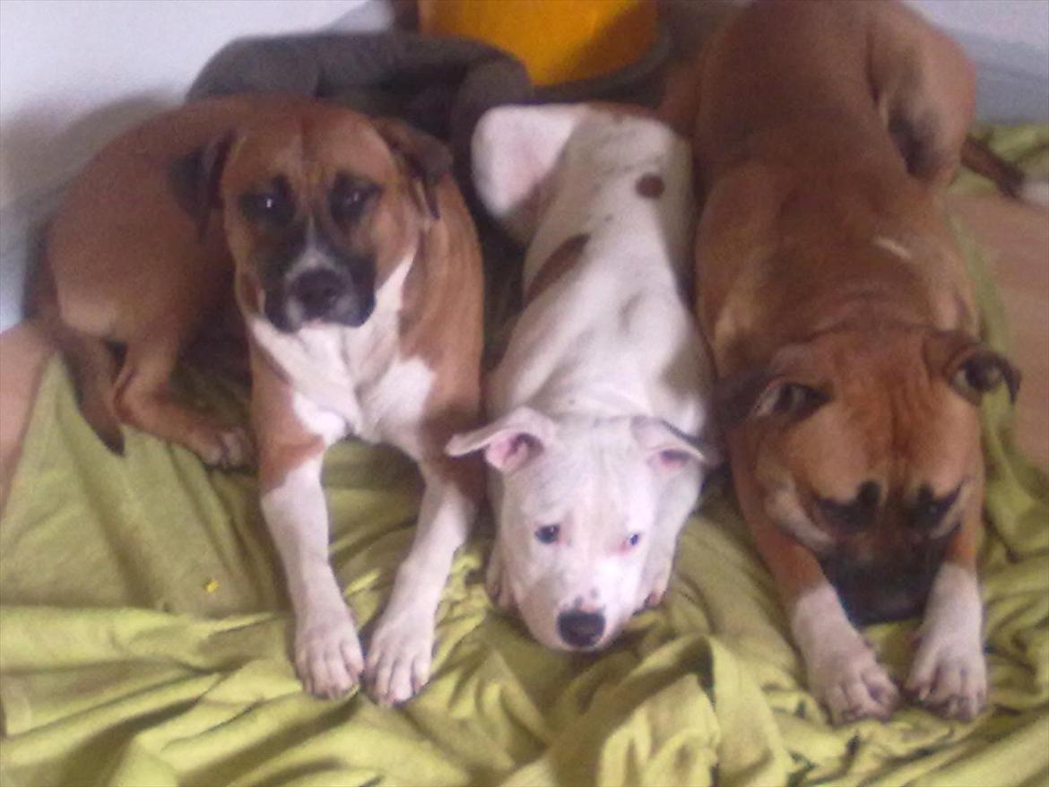 Bullmastiff tiko - nala tiko og shady der putter billede 4