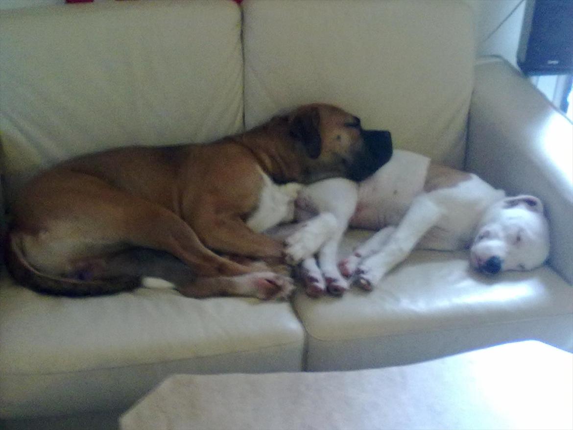 Bullmastiff tiko - tiko og shady billede 5