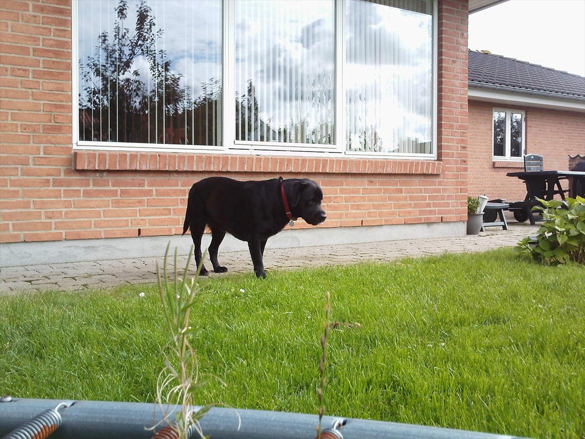 Labrador retriever Sussi - Lidt langt væk:) Men hun spiser et æble;) billede 7