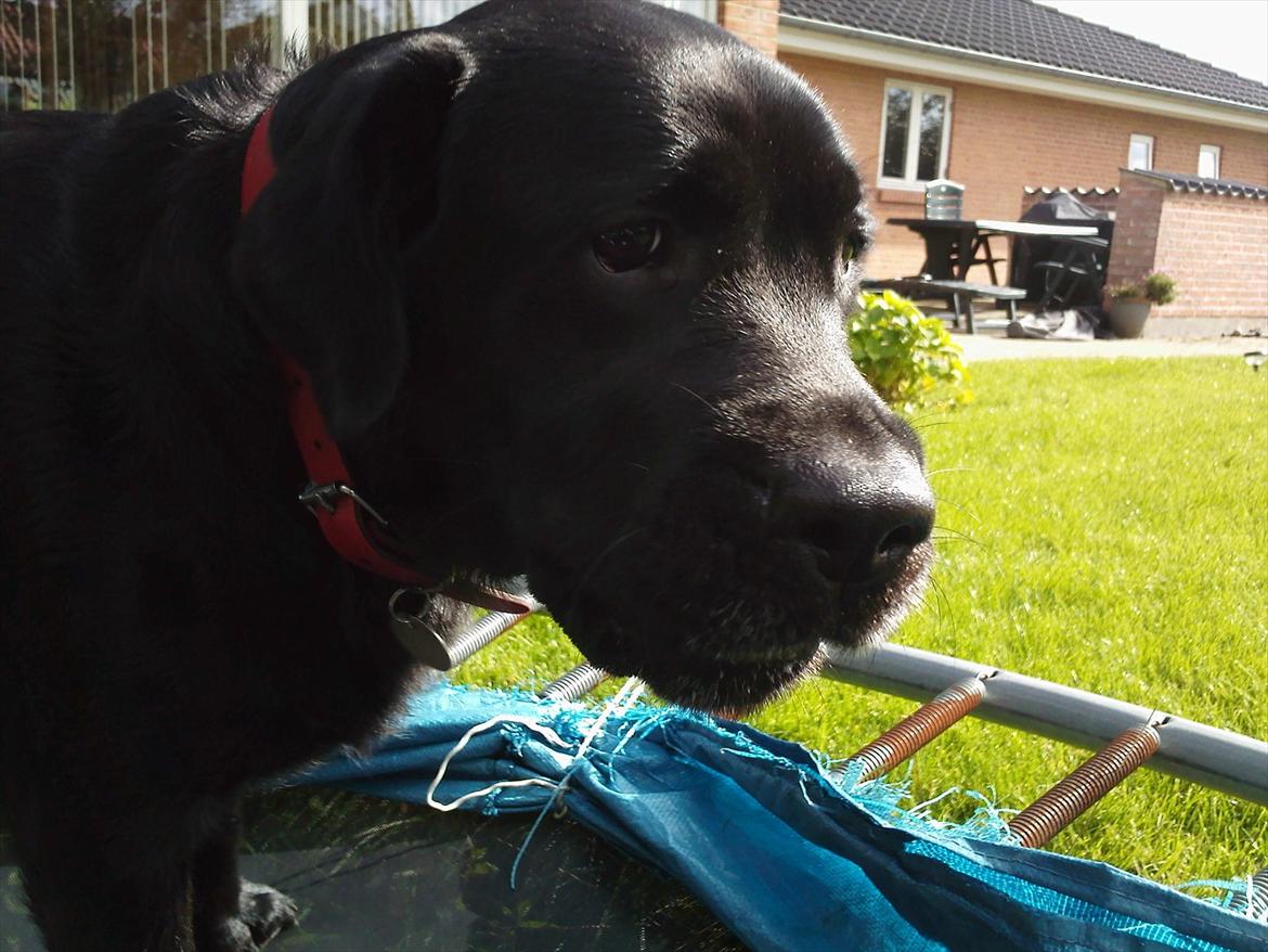 Labrador retriever Sussi - Sussi og jeg leger på vores trampolin:) Imens sussi spiser et æble.( vi har to store æbletræer ) billede 8