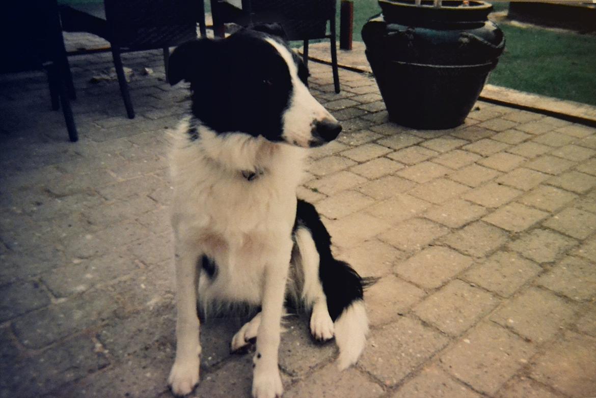 Border collie | Sitka - Sitka i ung format xD<3

Foto: ?
Redigering: Emmelie S billede 18