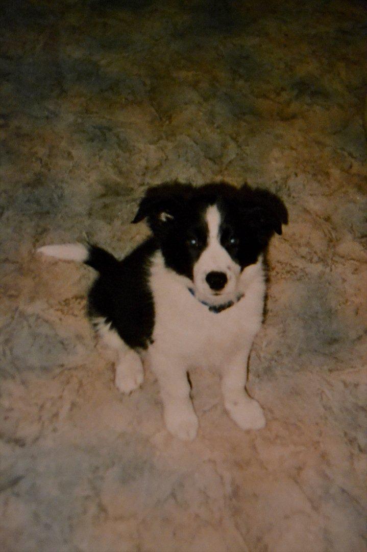 Border collie | Sitka - En lille bebs! :D<33

Foto: ? billede 10