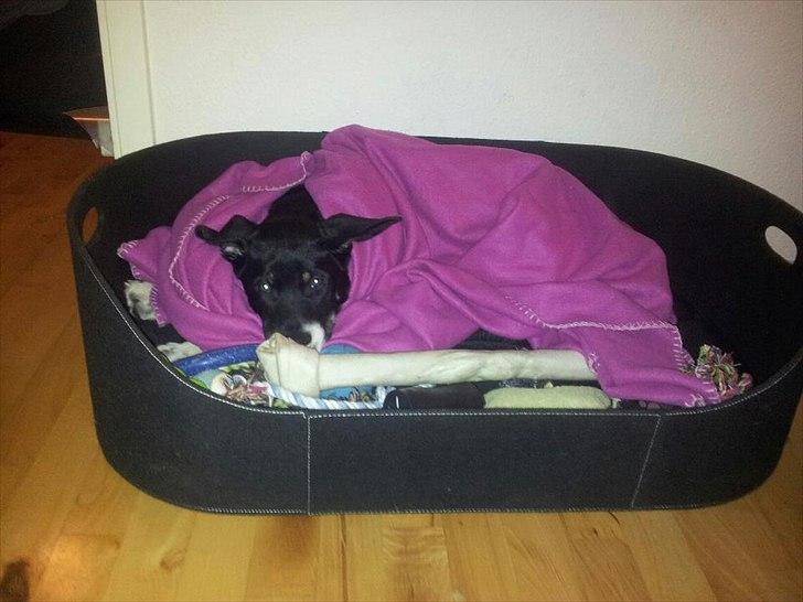 Blanding af racer Sofus - Det er da bare det bedste at ligge og putte med et tæppe :) billede 16