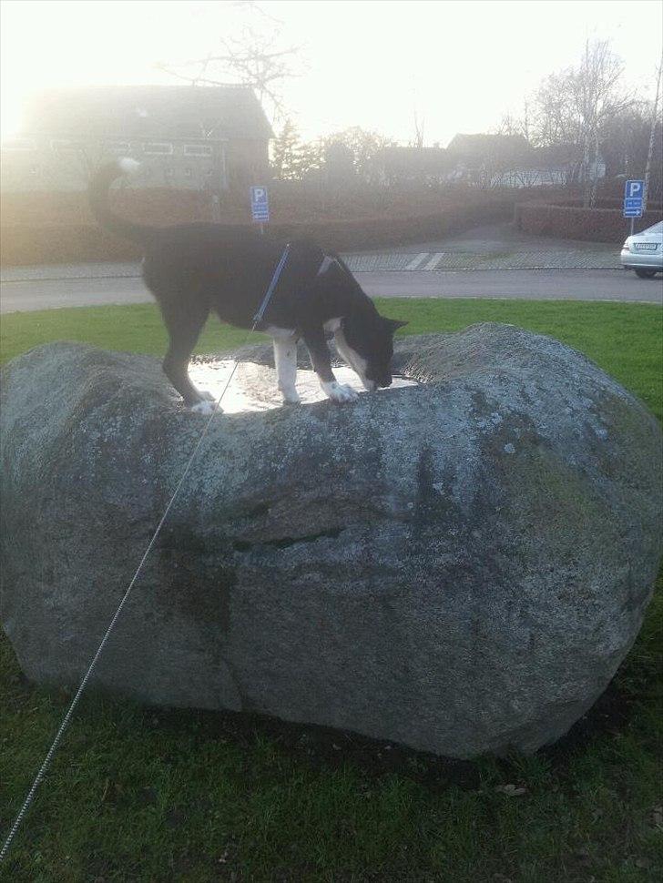 Blanding af racer Sofus billede 17