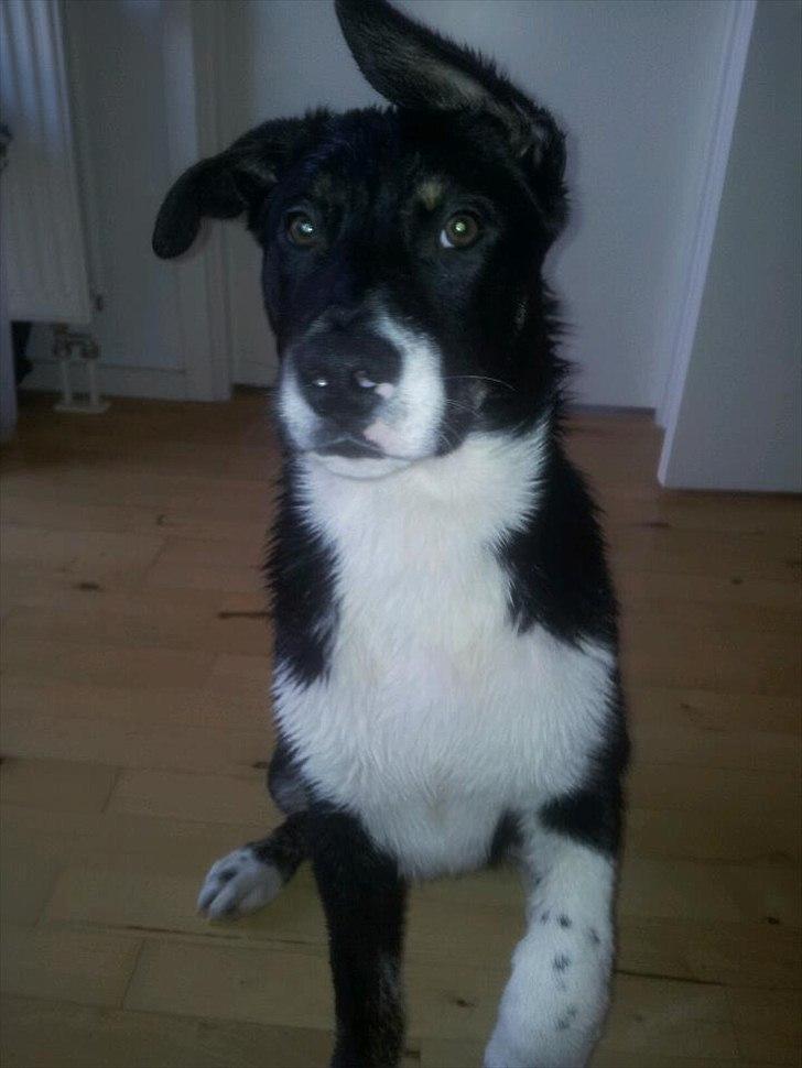 Blanding af racer Sofus - glad og tilfreds efter et bad :) billede 18