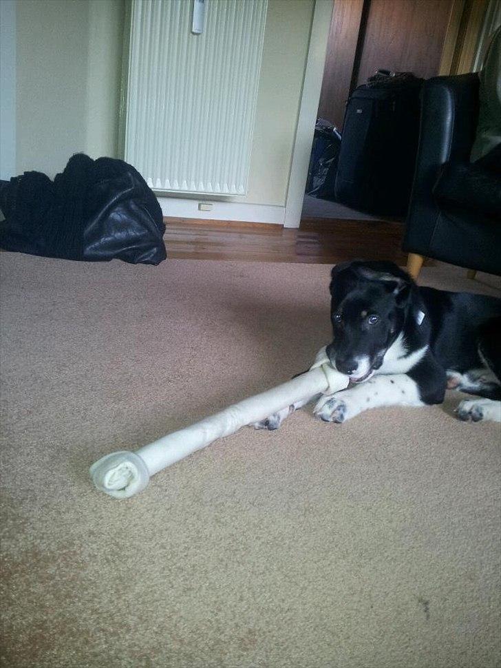 Blanding af racer Sofus - sofus hygger med sin julegave fra morfar :)
 billede 19