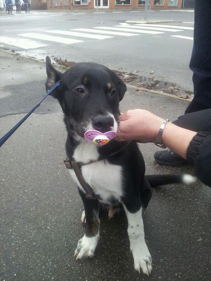 Blanding af racer Sofus - Så fandt han da lige en sut :) billede 20