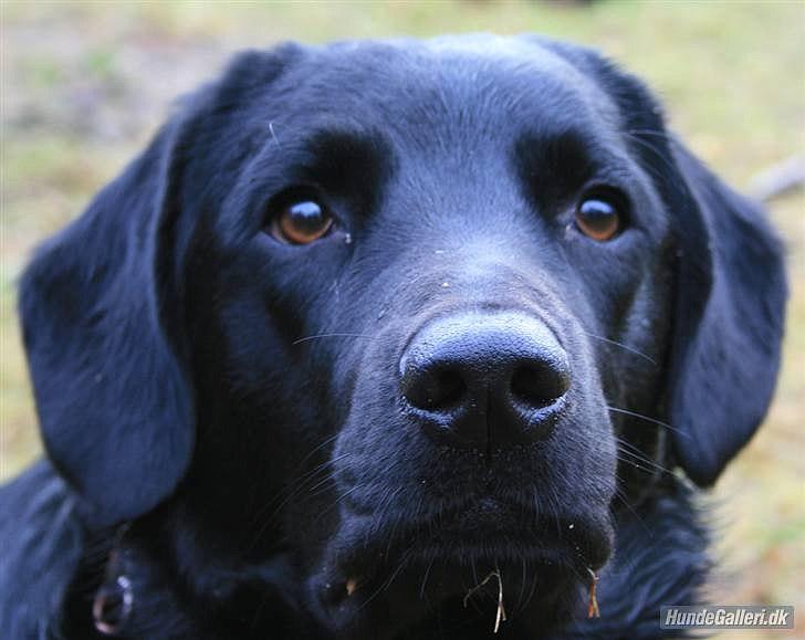 Labrador retriever Zako billede 1