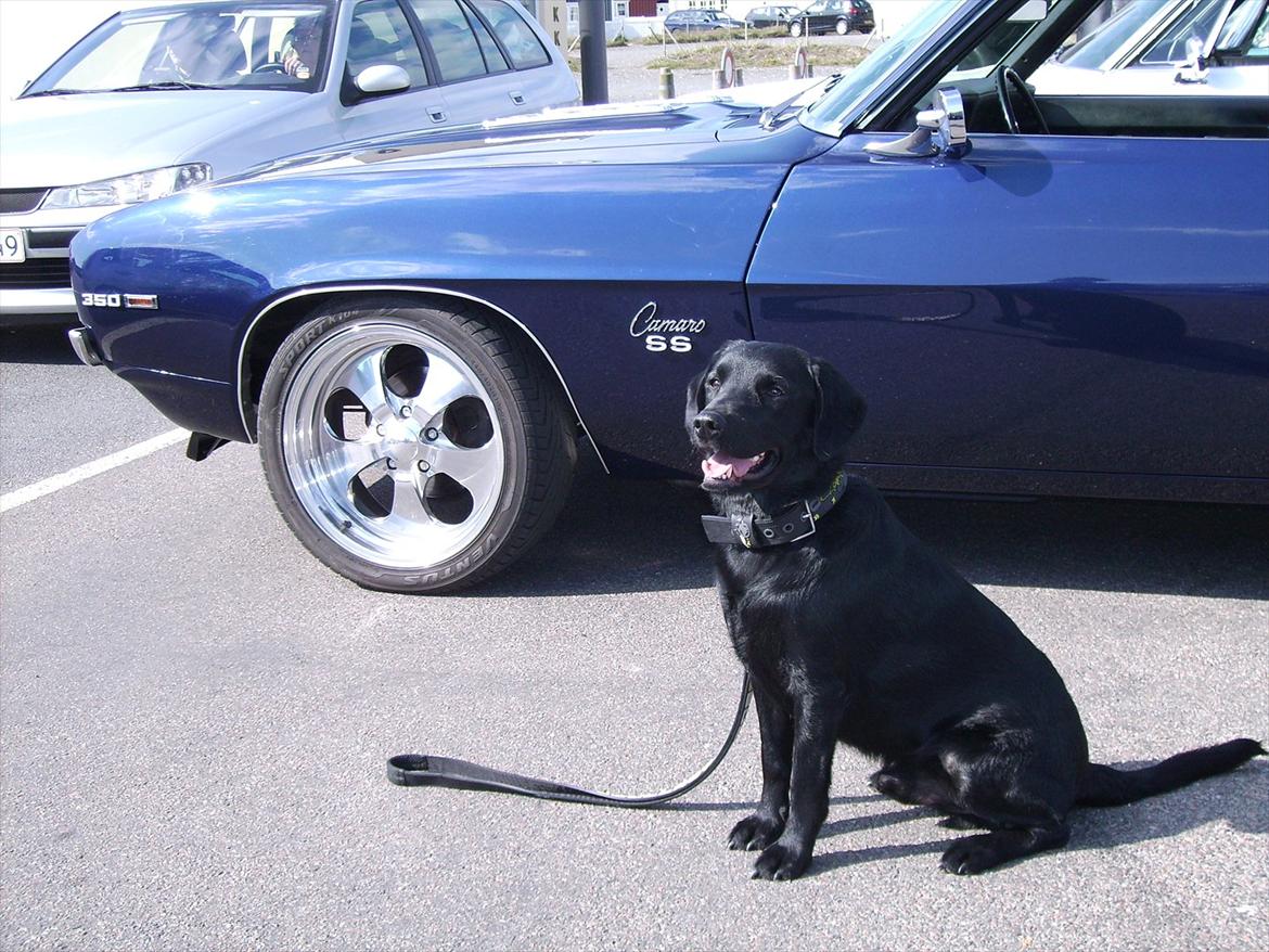 Labrador retriever Zako billede 2