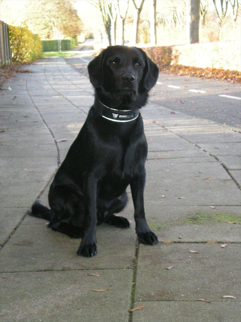 Labrador retriever Zako billede 4