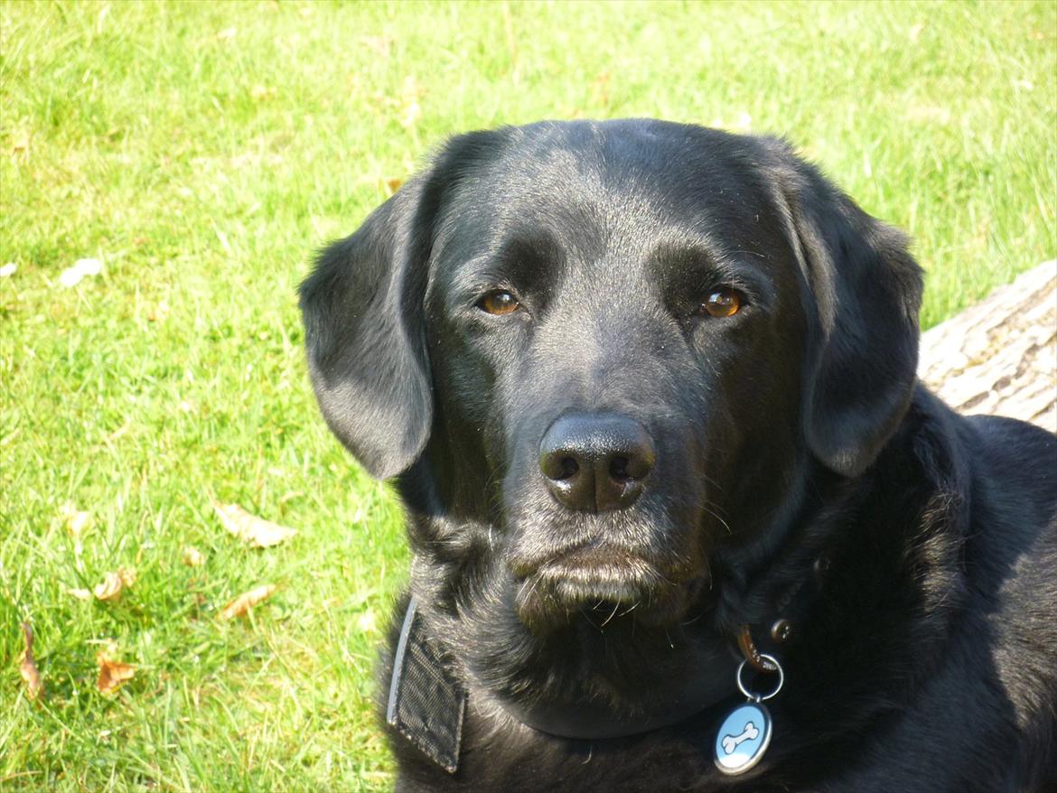 Labrador retriever Zako billede 5