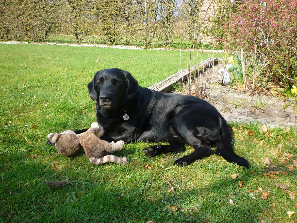 Labrador retriever Zako billede 6