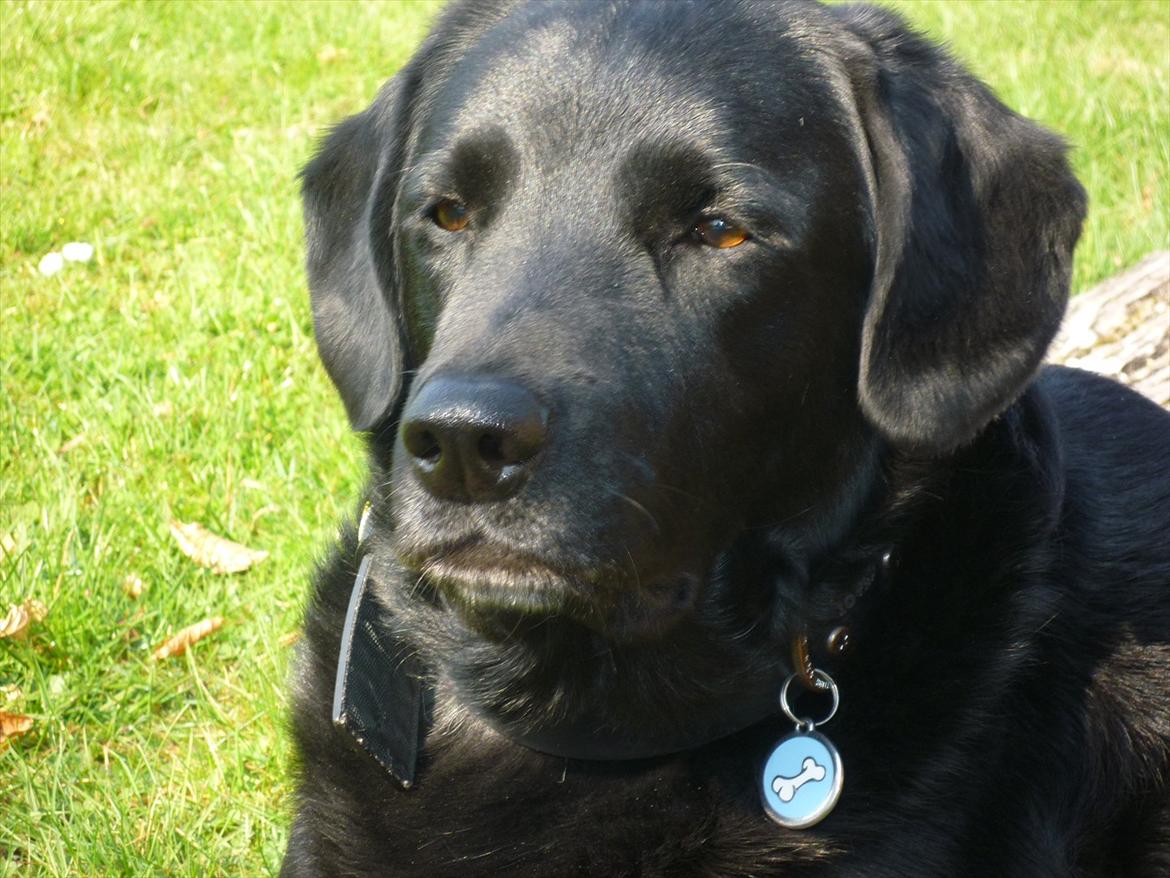 Labrador retriever Zako billede 7