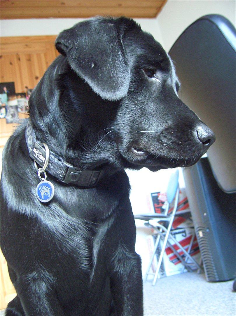 Labrador retriever Zako billede 8