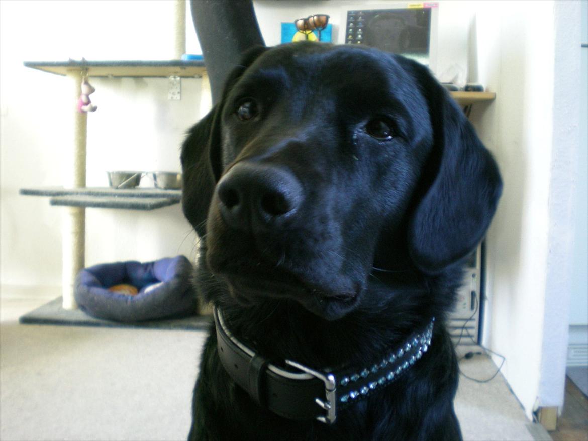 Labrador retriever Zako billede 9