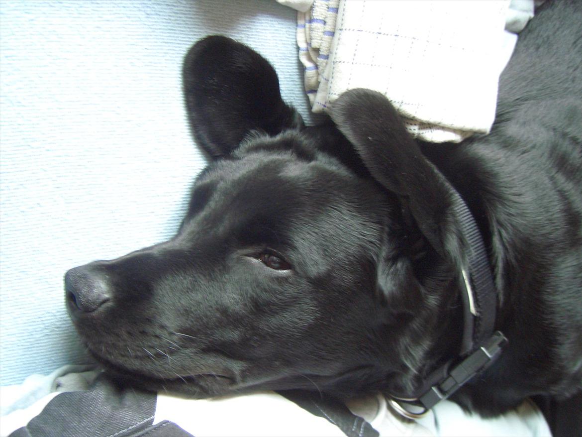 Labrador retriever Zako billede 10