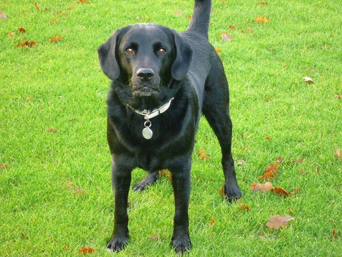Labrador retriever Zako billede 11