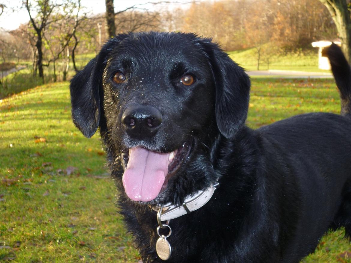 Labrador retriever Zako billede 12