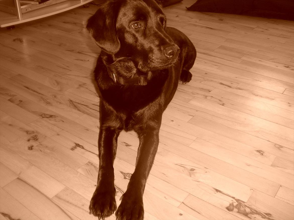 Labrador retriever Zako billede 13