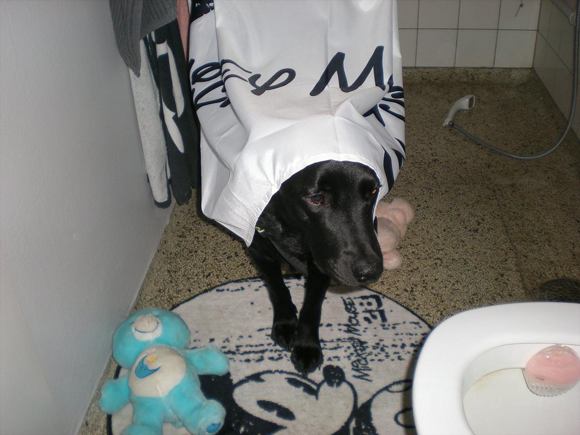 Labrador retriever Zako billede 14