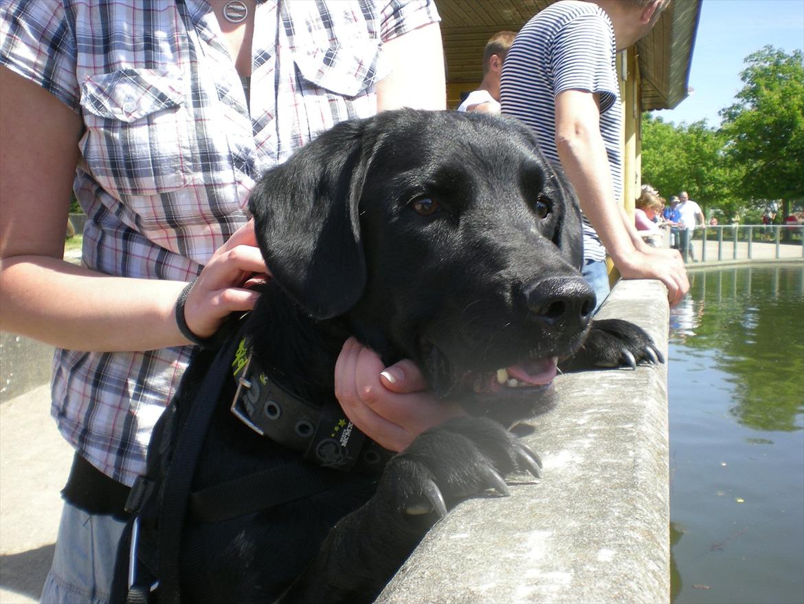 Labrador retriever Zako billede 15