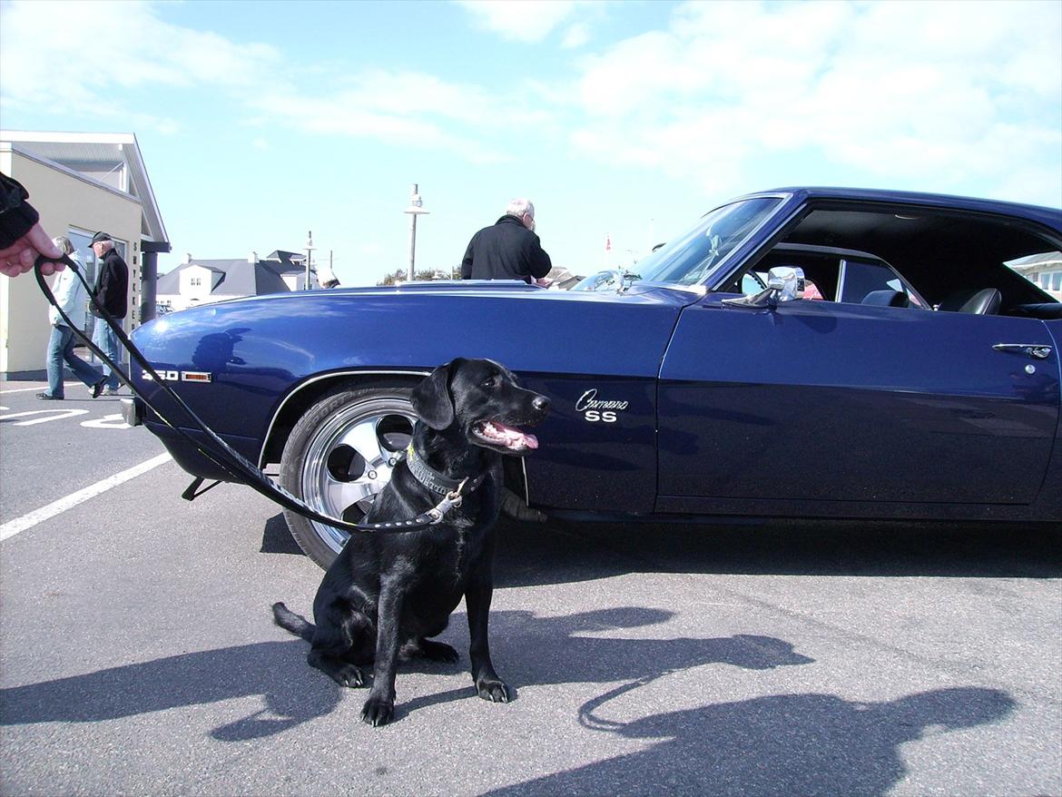 Labrador retriever Zako billede 3