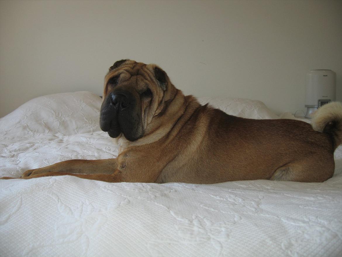 Shar pei Zulu billede 1