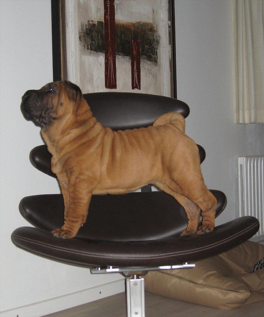Shar pei Donna billede 2