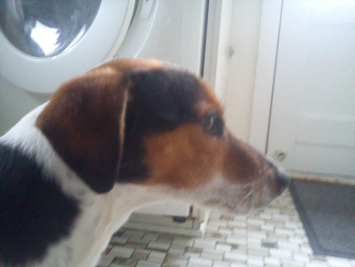 Blanding af racer Spot - Mit fine hoved :D billede 4