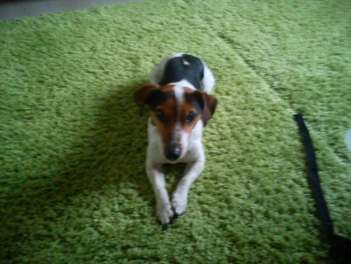 Blanding af racer Spot - Tæpper er nok en af tingene på "bedste ting i verden" listen billede 5